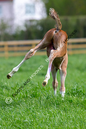 Foal