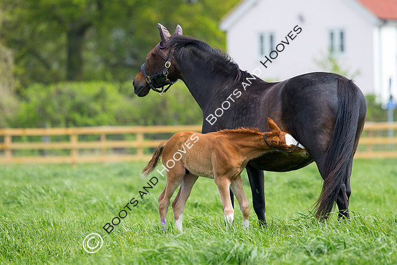 Foal