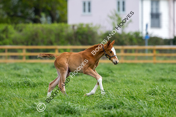 Foal