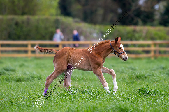 Foal
