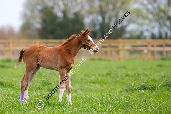 Foal
