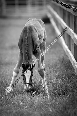 Foal