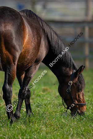 ~ MANDATORY Credit Elli Birch/Bootsandhooves- NO UNAUTHORISED USE - 07745909676