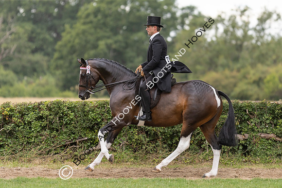 The Royal International Horse Show