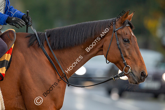 Newmarket