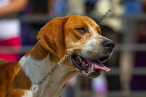 Festival of Hunting