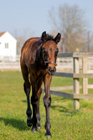 ~ MANDATORY Credit Elli Birch/Bootsandhooves- NO UNAUTHORISED USE - 07745909676