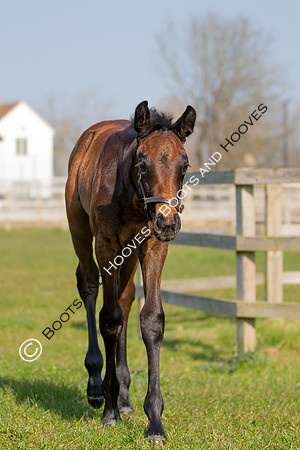 ~ MANDATORY Credit Elli Birch/Bootsandhooves- NO UNAUTHORISED USE - 07745909676