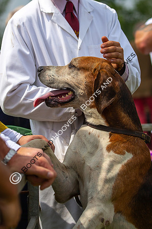 Festival of Hunting