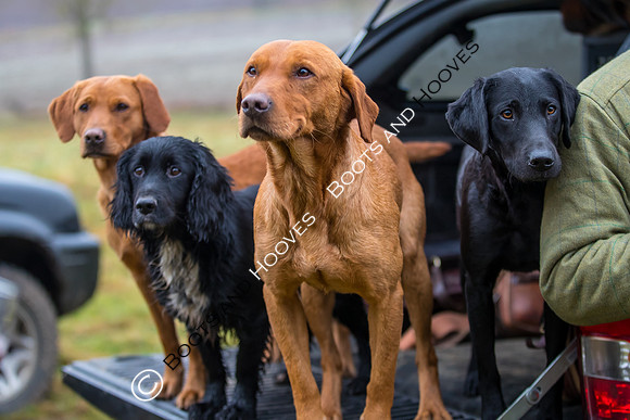 Dines Hall Game Shoot. 23/01/2019 ~ MANDATORY Credit Nick Gunn/Bootsandhooves - NO UNAUTHORISED USE - 07745 909676