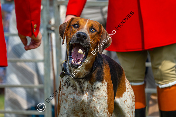 Festival of Hunting