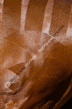 Royal Windsor Horse Show