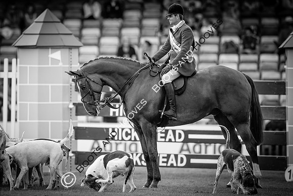 The AGRIA Royal International Horse Show
