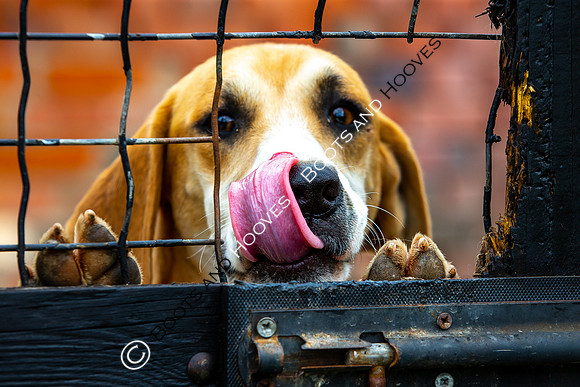Puppy Show