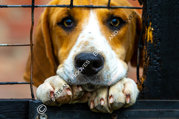 Puppy Show