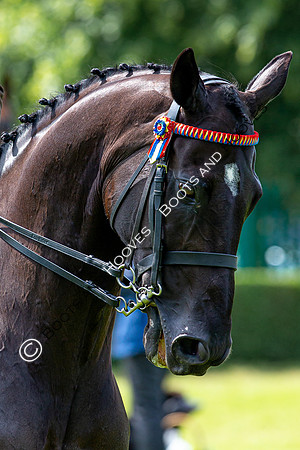 Great Yorkshire Show