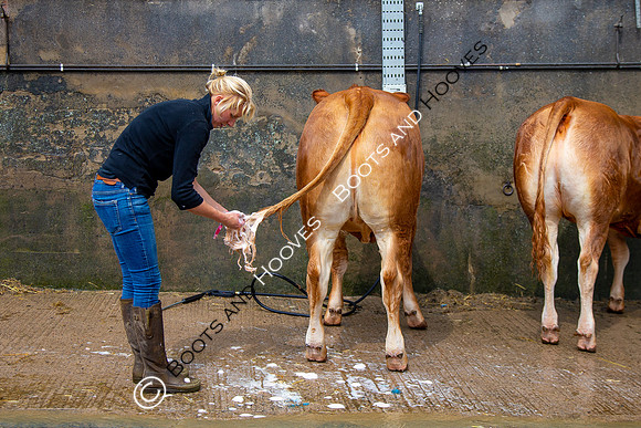 Great Yorkshire Show