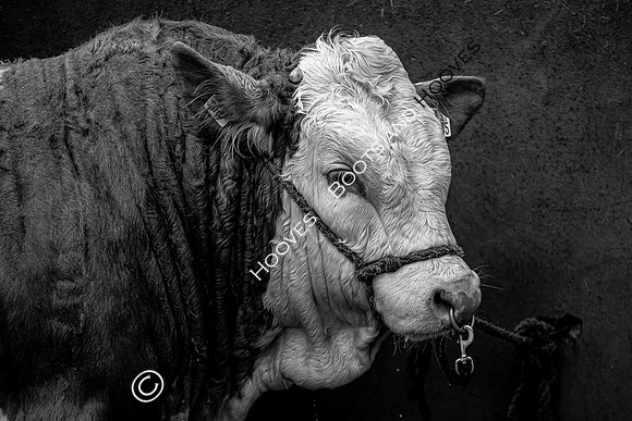 Great Yorkshire Show