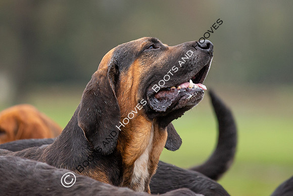 Bloodhounds
