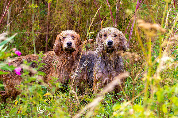 Mink Hounds