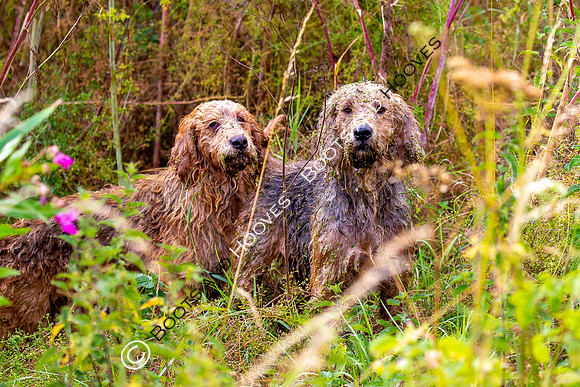 Mink Hounds