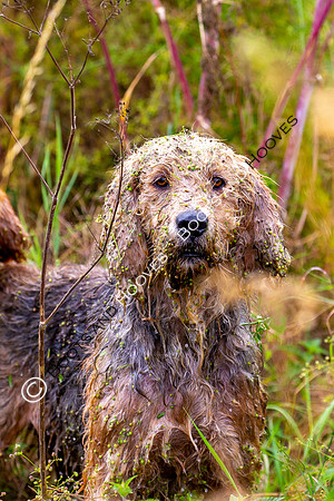 Mink Hounds
