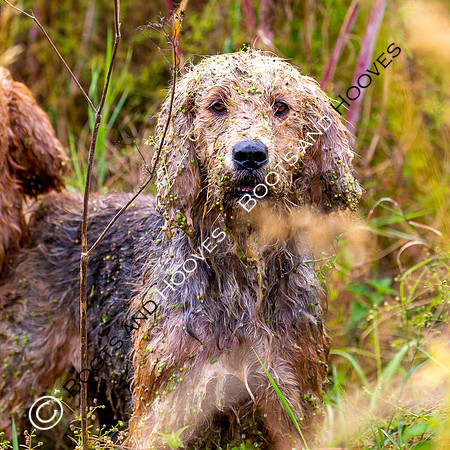 Mink Hounds