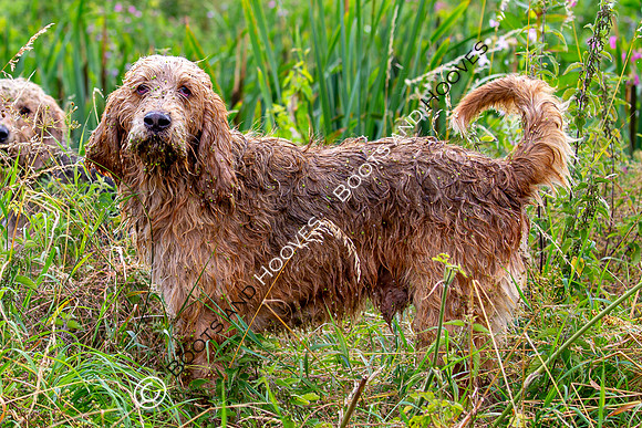 Mink Hounds