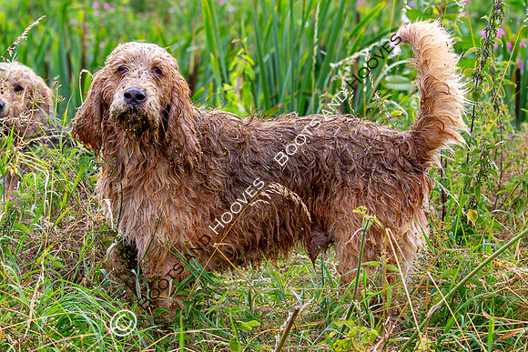 Mink Hounds