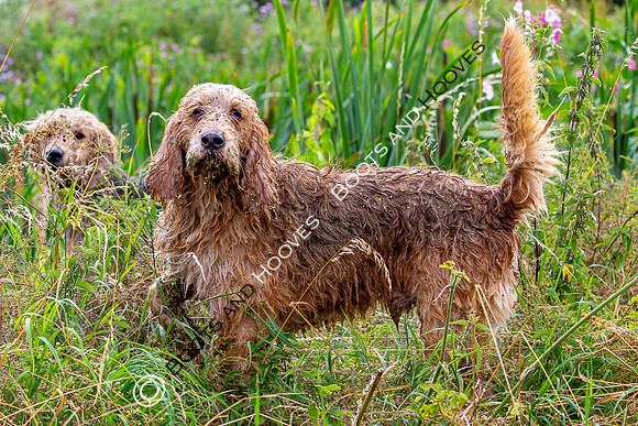 Mink Hounds