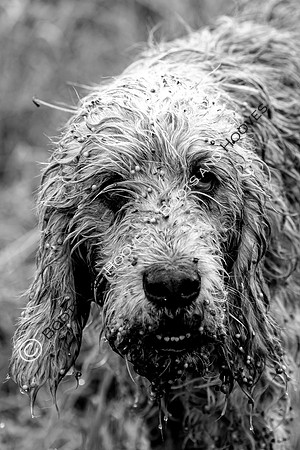 Mink Hounds