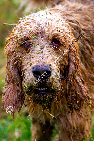 Mink Hounds