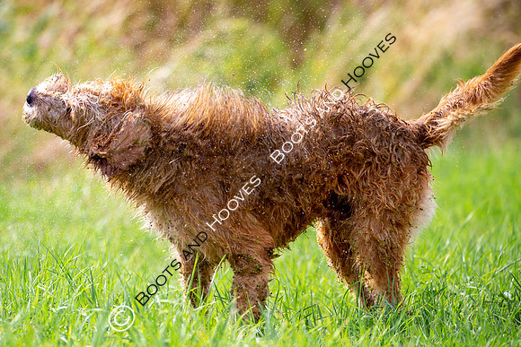 Mink Hounds