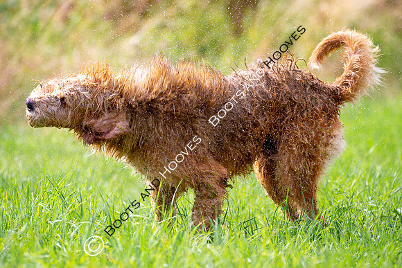 Mink Hounds