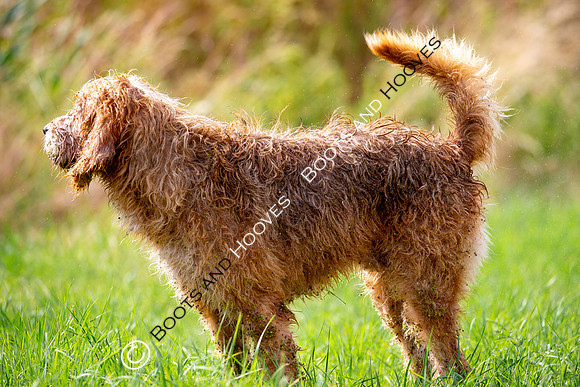 Mink Hounds