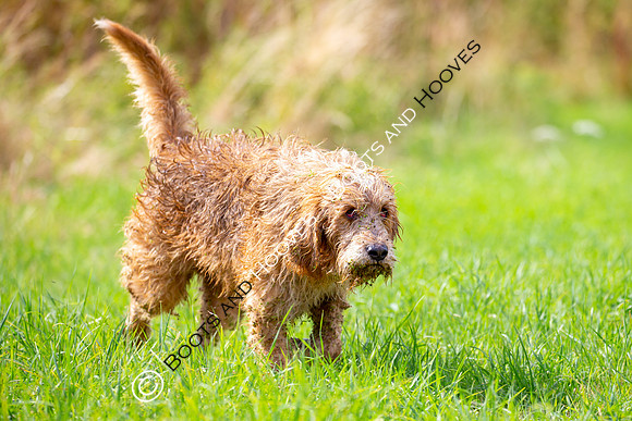 Mink Hounds