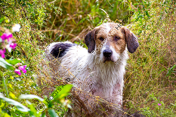 Mink Hounds