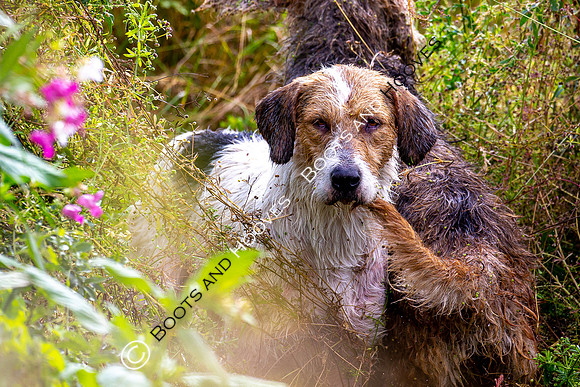 Mink Hounds