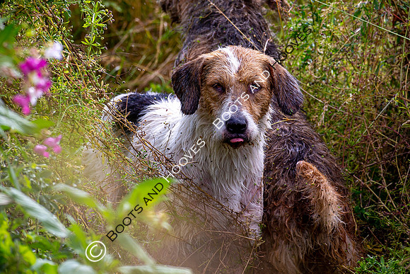 Mink Hounds