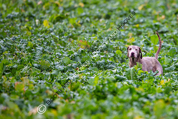 Hunting