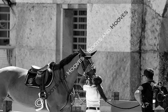 Showjumping