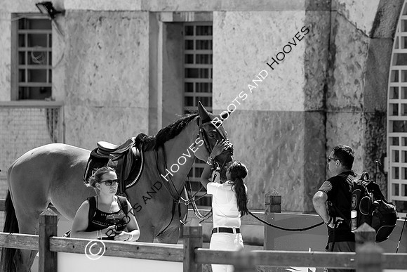 Showjumping