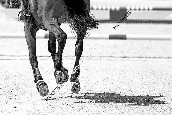 Showjumping