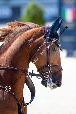 Showjumping