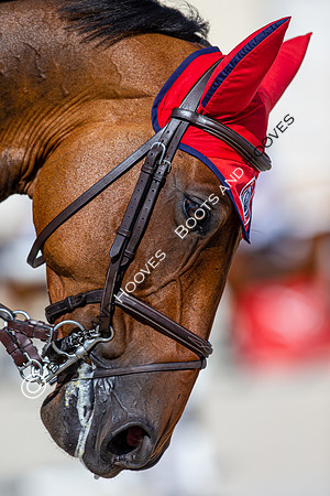Showjumping
