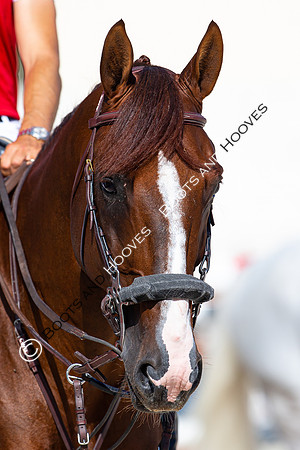 Showjumping