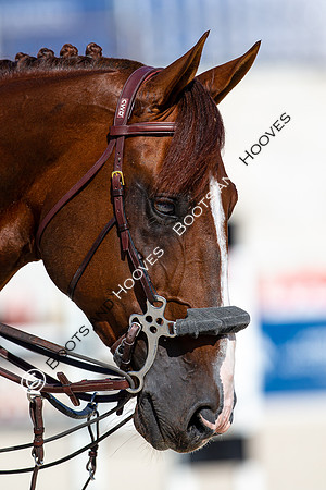 Showjumping