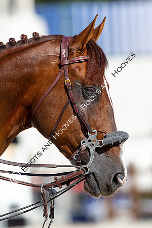Showjumping