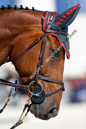 Showjumping
