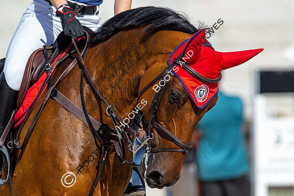 Showjumping